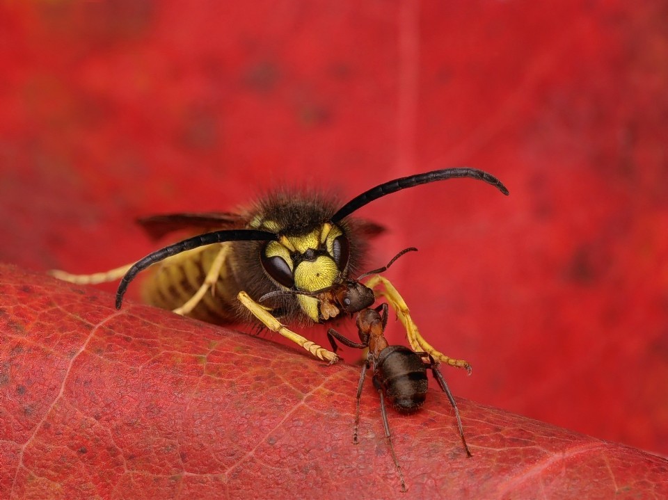 A wasp and ant