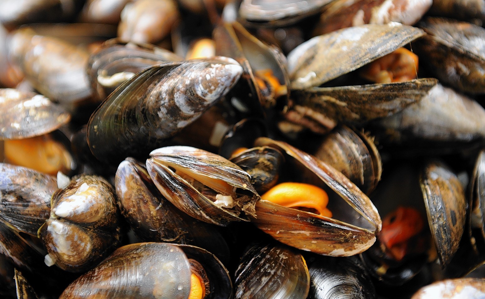 Scottish mussels