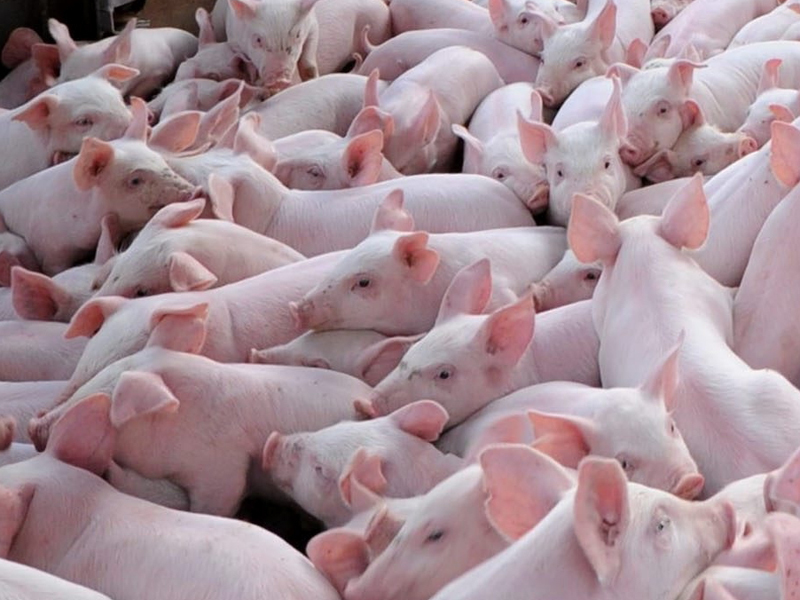 The pig farmers' share of the retail pork price is at an eight-year high