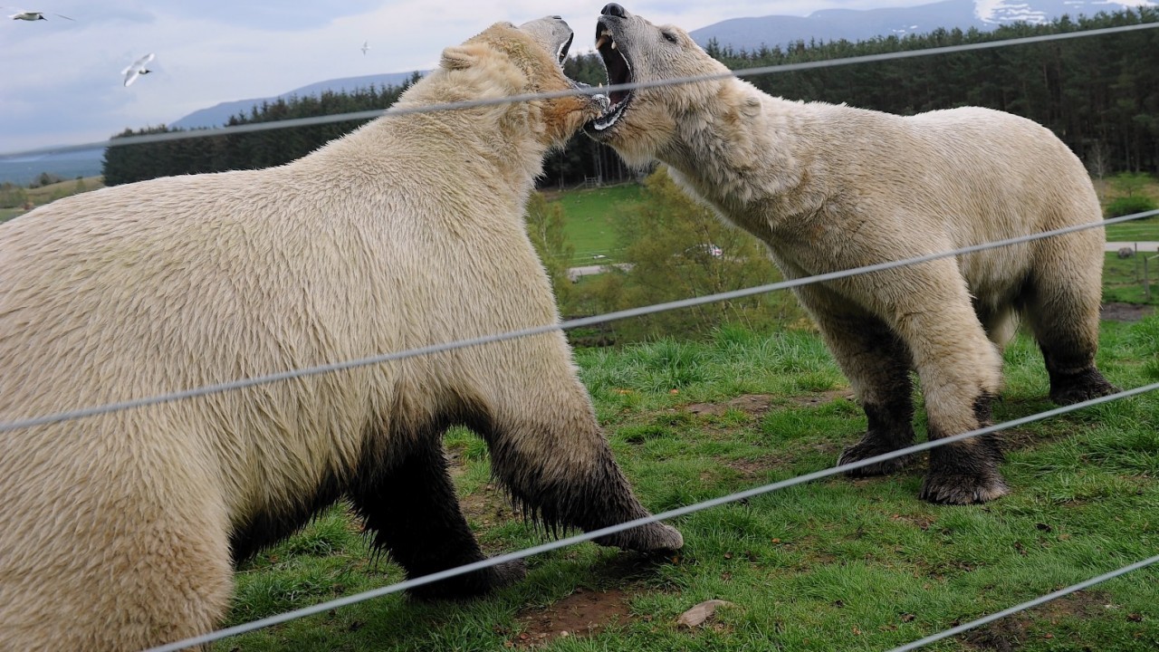 Two polar bears at Scotland's newest wildlife park