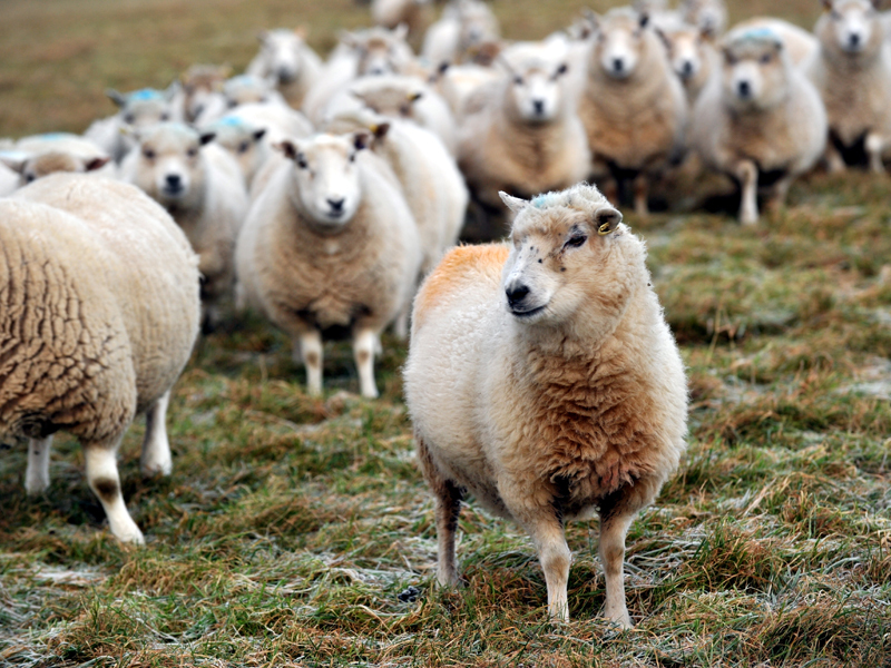 NFU Scotland says farmers need more information about the sheep scheme