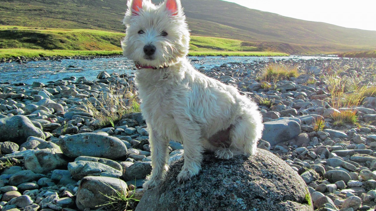 Our winner this week is 18-month old mischievous Meagaidh. Here she is enjoying the Deeside sunshine during a walk on Mar Lodge Estate. She lives with the Ross Family in Inverurie.