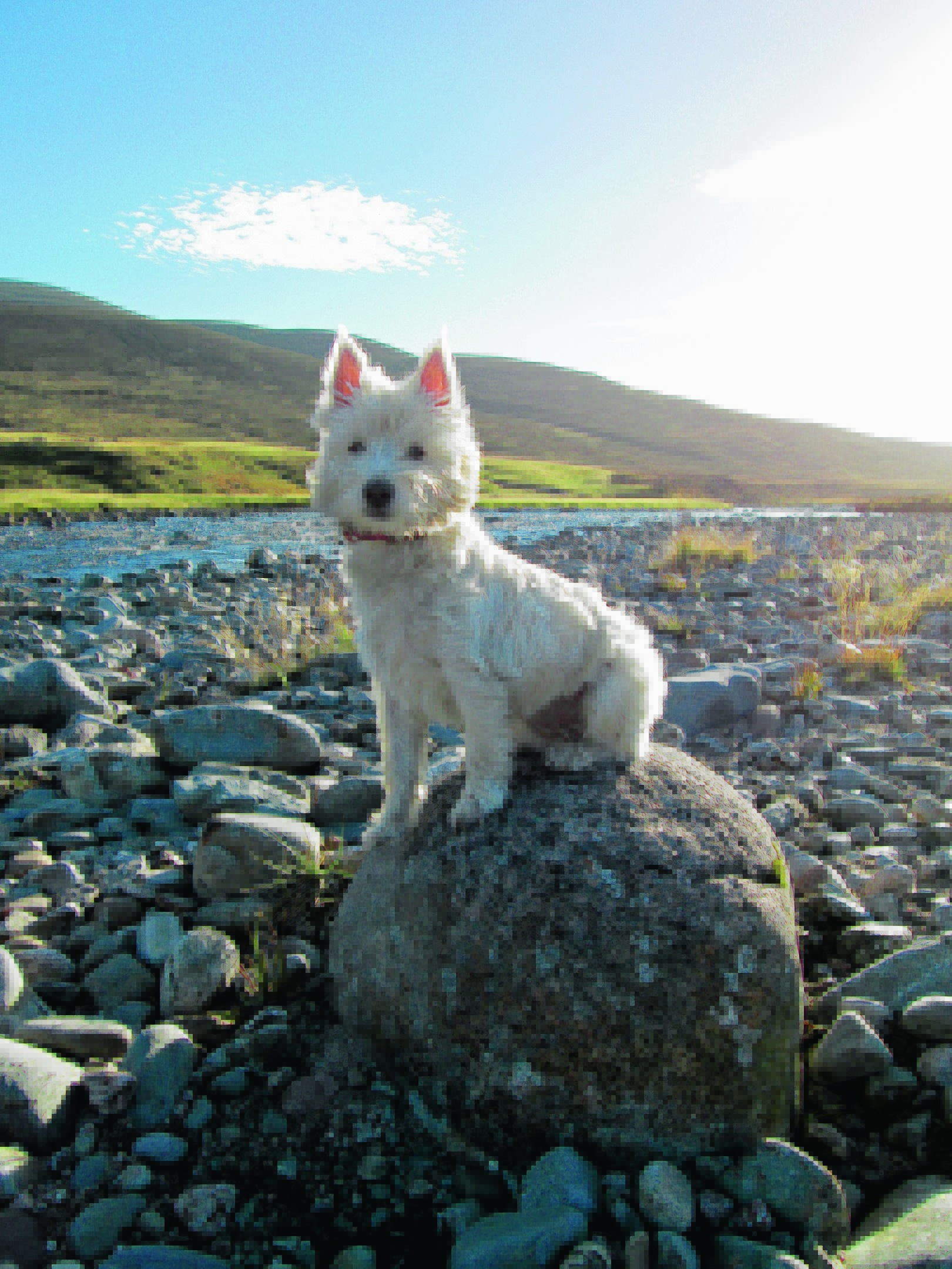 Our winner this week is 18-month old mischievous Meagaidh. Here she is enjoying the Deeside sunshine during a walk on Mar Lodge Estate. She lives with the Ross Family in Inverurie.