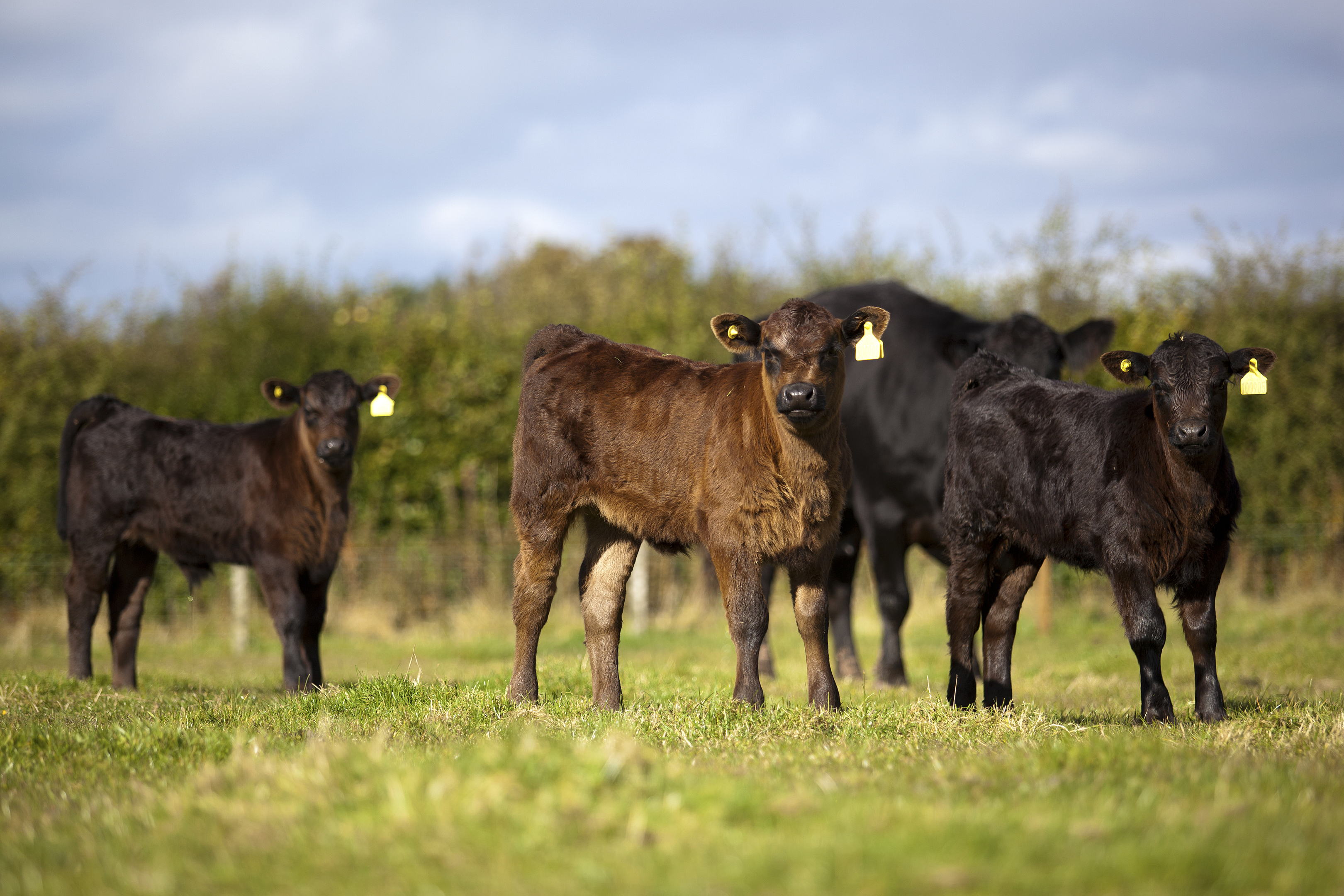 NFU Scotland said a high number of breaches were being reported during on-farm cattle inspections