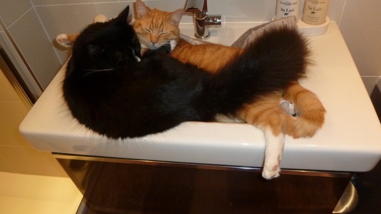 How many cats can you fit in a sink? Two by the look of it. Here are Alfie and Jasper who are constantly amusing their owners, Bruce and Yvonne Bremner of Inverurie.