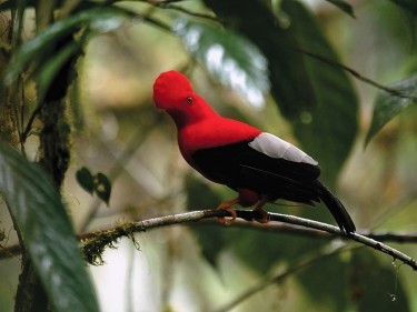 A bird in the jungle near the Mashpi Lodge, Ecuador