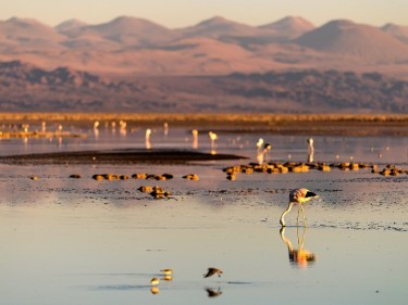 Chaxas Lagoon, Chile