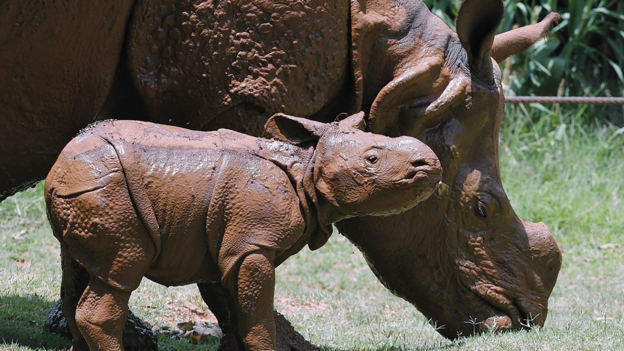 This baby rhino was born at 5:20 pm at the Oklahoma City Zoo on June 21, 2014. The male calf is the fourth Indian rhino born at the Zoo since the Zoo added the species in 1981, but the first offspring for seven-year-old Niki.