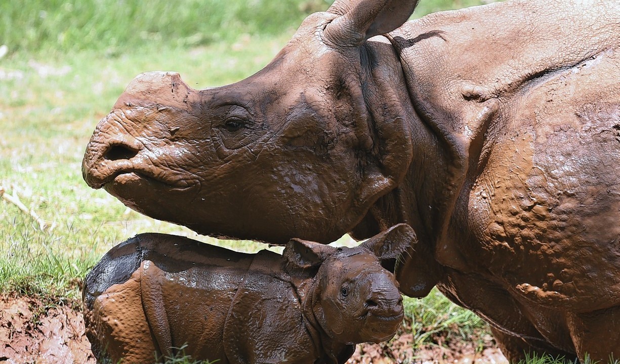 This baby rhino was born at 5:20 pm at the Oklahoma City Zoo on June 21, 2014. The male calf is the fourth Indian rhino born at the Zoo since the Zoo added the species in 1981, but the first offspring for seven-year-old Niki.