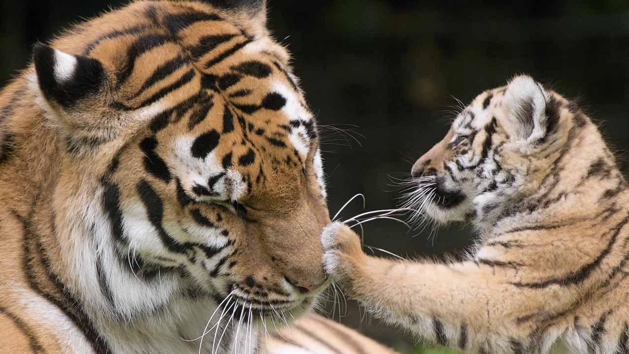One of the Amur tiger twin cubs  plays with the mother Tiga in the zoo in Gotha, Germany, Sunday, June 22, 2014. The two Amur tiger babies were born on April 13, 2014