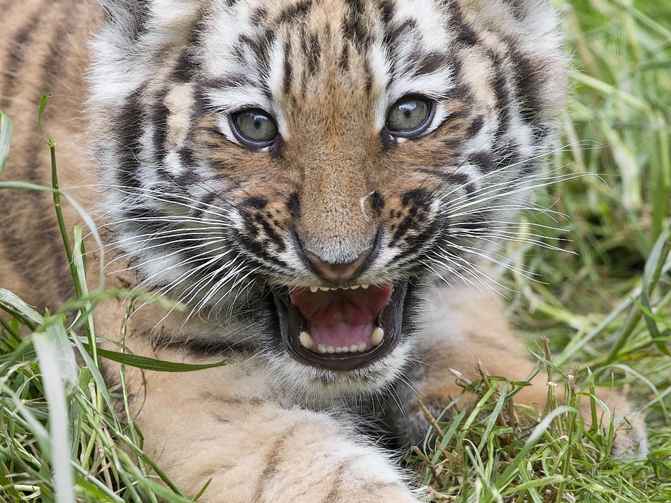 One of the Amur tiger twin cubs  plays with the mother Tiga in the zoo in Gotha, Germany, Sunday, June 22, 2014. The two Amur tiger babies were born on April 13, 2014