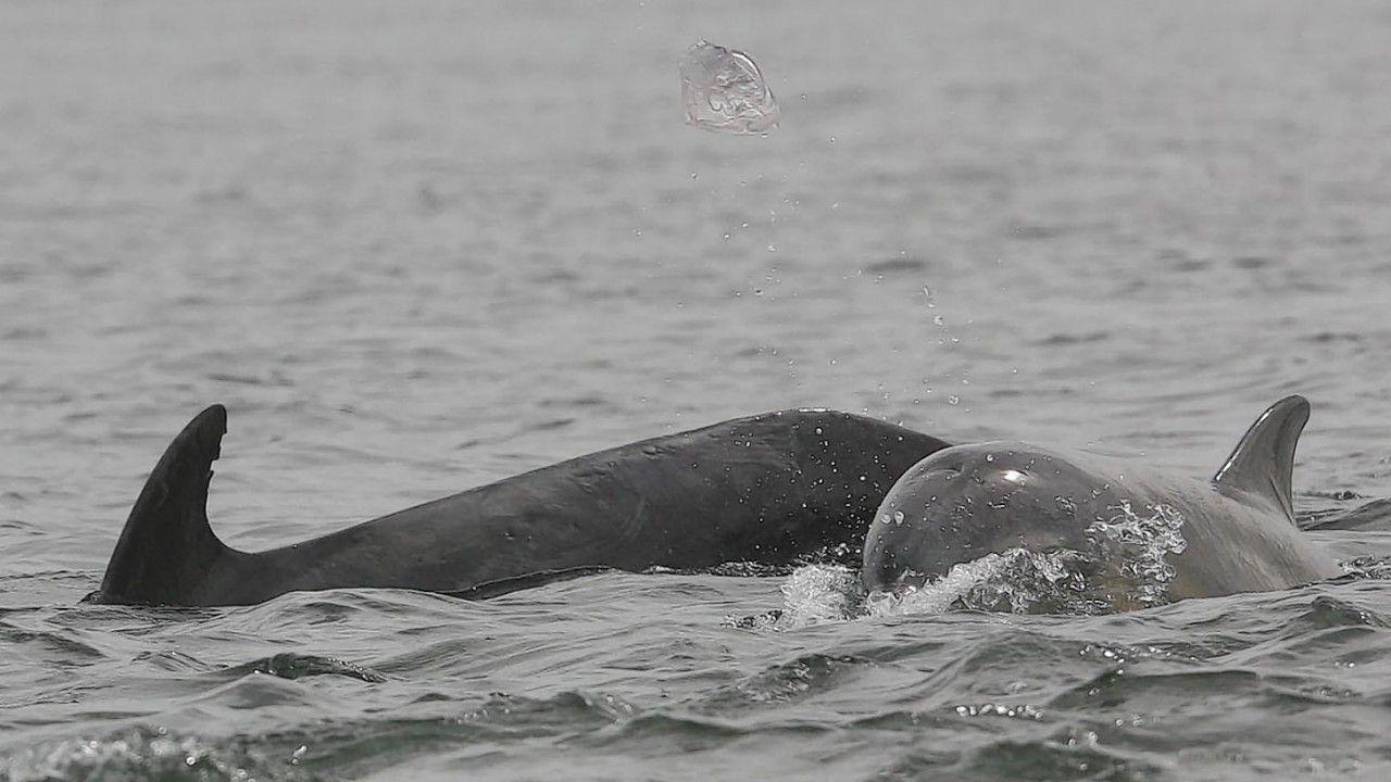 Pictures of the moment a baby dolphin played with a jelly fish in the Moray Firth. Picture by Peter Jolly