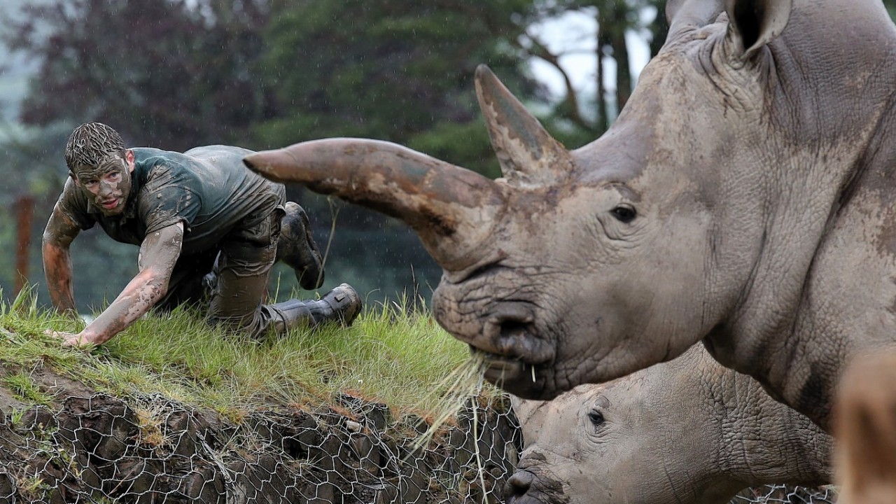 Blair Drummond Safari Park keeper Graeme Alexander with Angus the rhino  as he trains for the Tough Mudder Challenge.