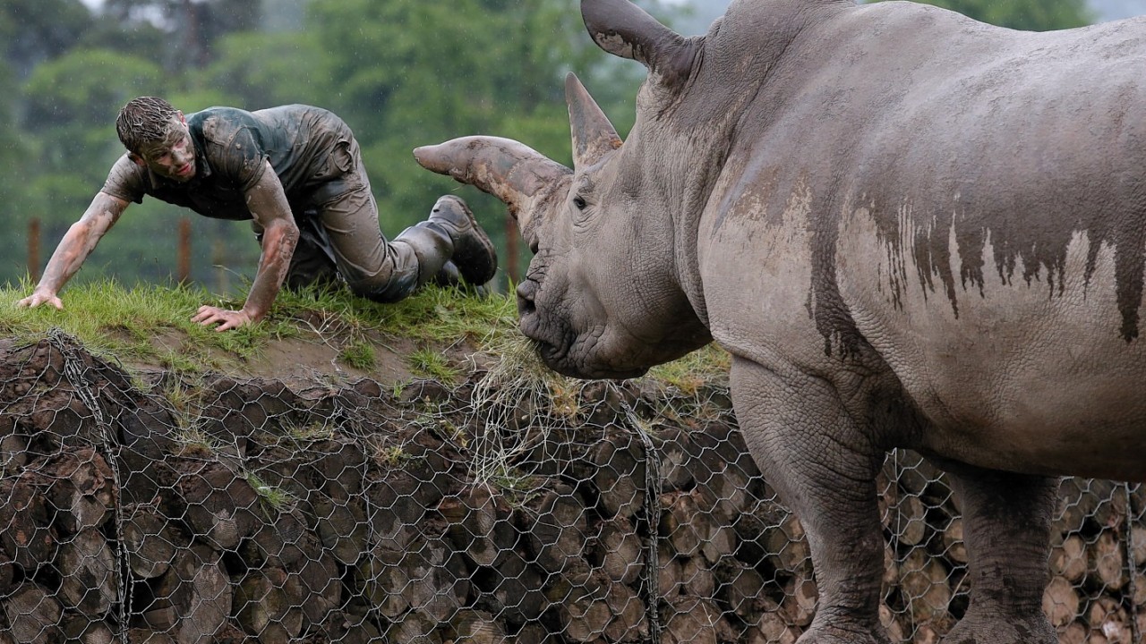 Blair Drummond Safari Park keeper Graeme Alexander with Angus the rhino  as he trains for the Tough Mudder Challenge.