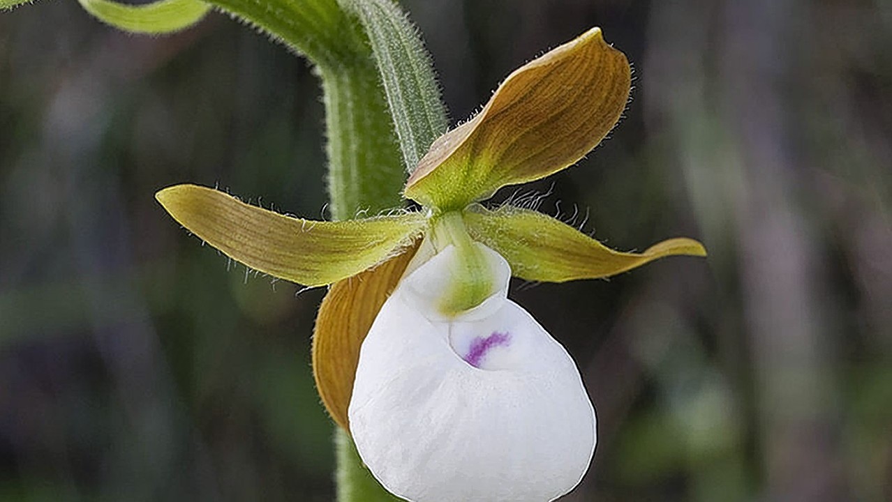 A slipper orchid which is threatened with extinction, according to the latest global assessment of at-risk species