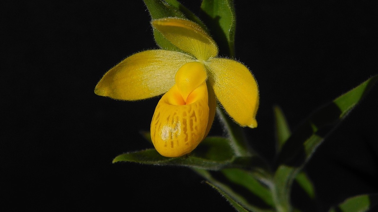 A Dickinson's Cypripedium which is threatened with extinction, according to the latest global assessment of at-risk species.