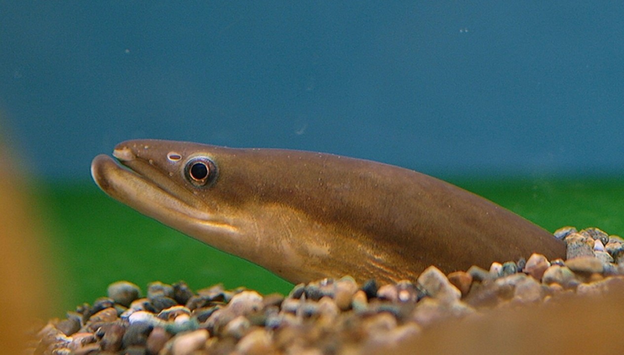 Japanese Eel, a traditional delicacy and the country's most expensive food fish, is now endangered according to the latest global assessment of at-risk species.