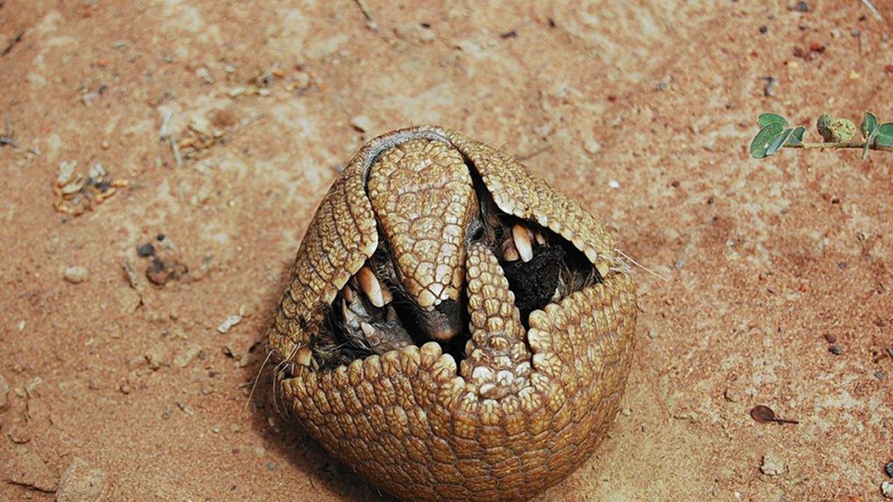 Brazilian three-banded armadillo - the mascot for this year's World Cup - which remains vulnerable to extinction according to the latest global assessment of at-risk species.