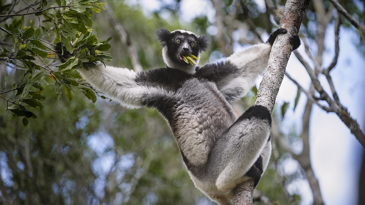 An adult Indri, a type of lemur threatened with extinction