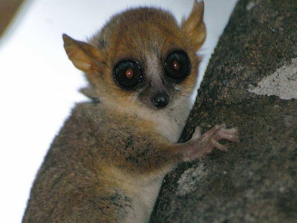 Madame Berthe's mouse lemur, a type of lemur which is threatened with extinction, according to the latest global assessment of at-risk species