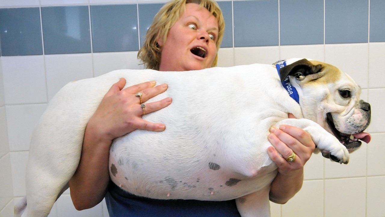 A veterinary nurse holding bulldog Daisy from Middlesbrough, who weighs 28kg, who is taking part in the PDSA's Pet Fit Club.