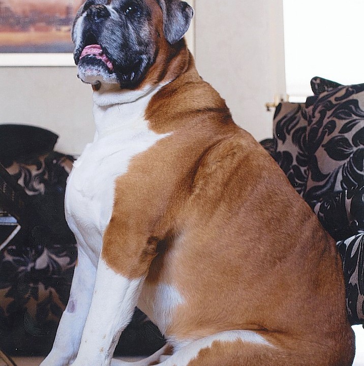 Boxer dog Bruce from Gillingham, who weighs 55kg, who is taking part in the PDSA's Pet Fit Club.