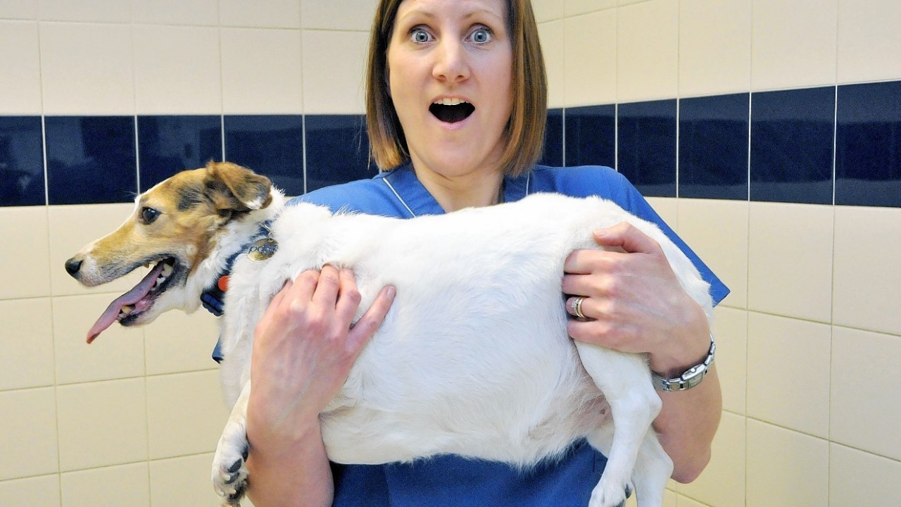 Veterinary nurse Kate Scott holding Jack Russell Terrier Millie, from Newcastle-Upon-Tyne, who weighs in at 9.3kg and is taking part in the PDSA's Pet Fit Club.