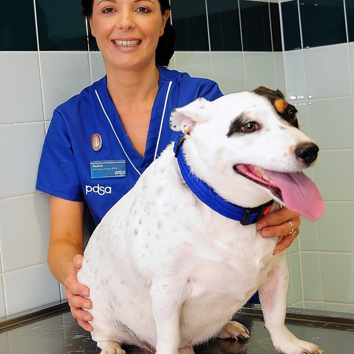 Barney from Basildon with veterinary nurse Rachel, Barney is taking part in the PDSA's Pet Fit Club.