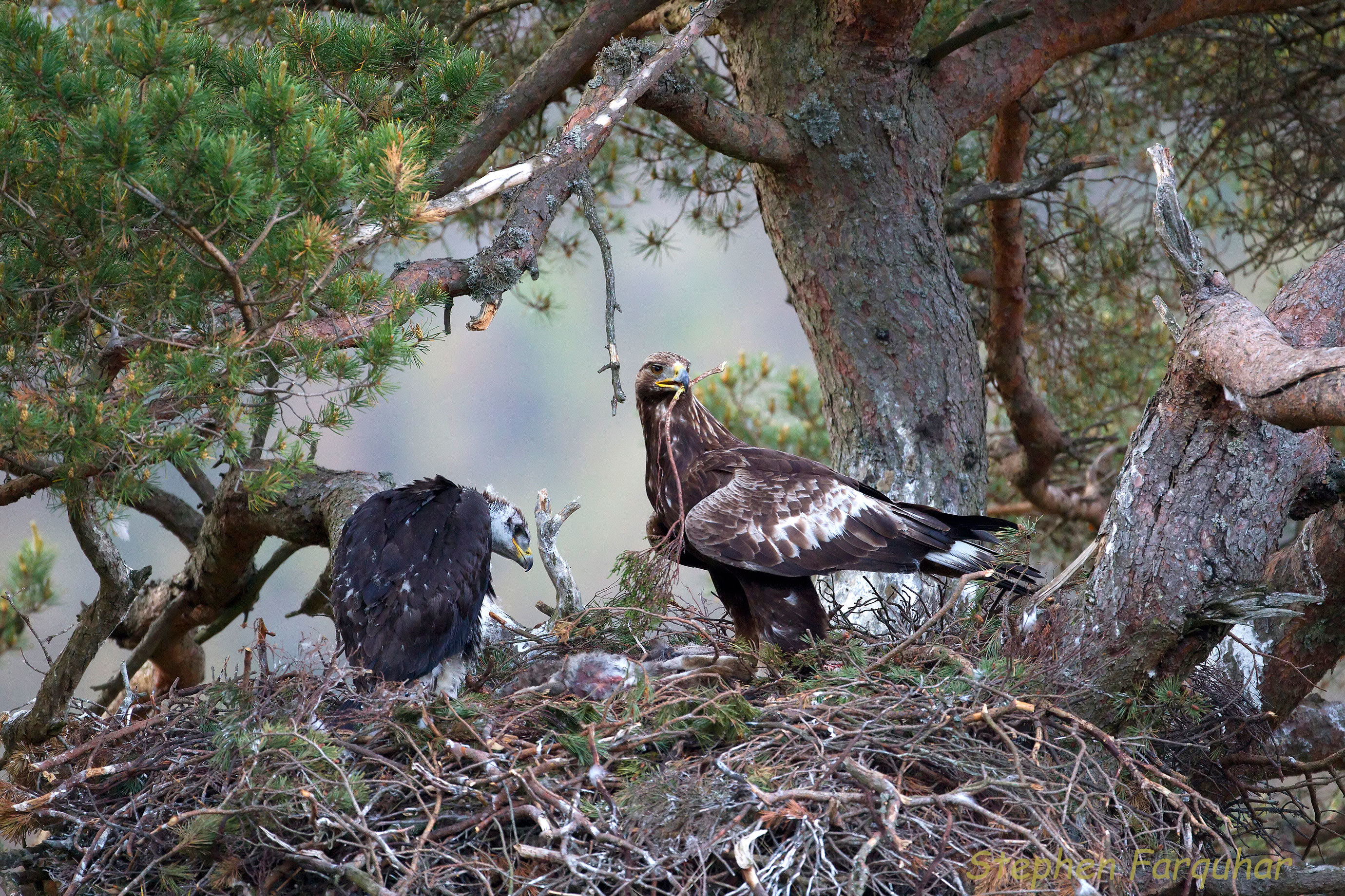 Birds of prey are safer according to new figures