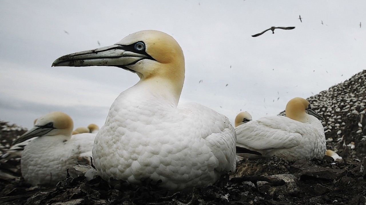 Gannets during the breeding season on  Bass Rock, the largest single island gannet colony in the world, which lies in the Firth of Forth off the coast of Scotland.