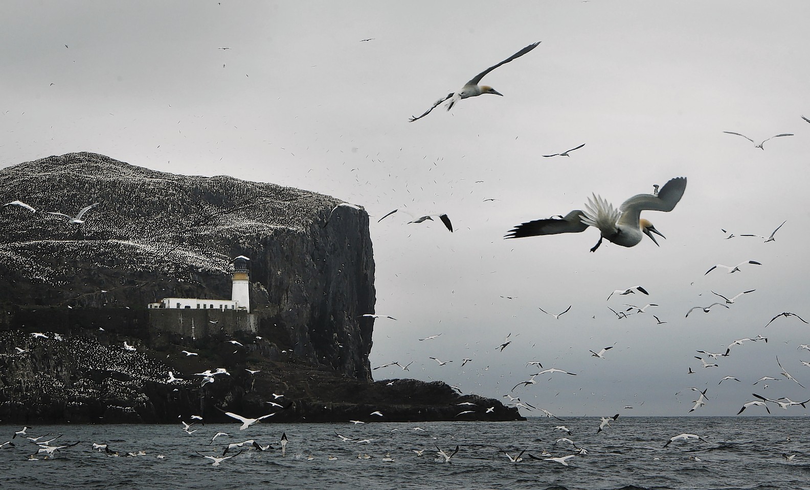  Gannets during the breeding season on  Bass Rock, the largest single island gannet colony in the world, which lies in the Firth of Forth off the coast of Scotland.
