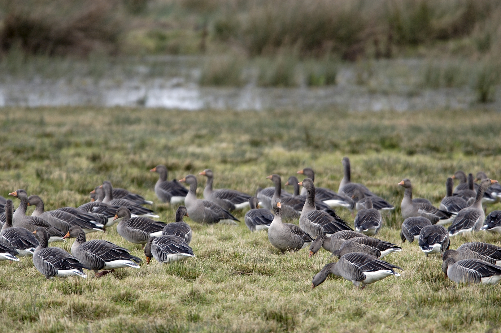 A Holryood committee has called for an urgent rethink of how the numbers of wild geese are controlled.