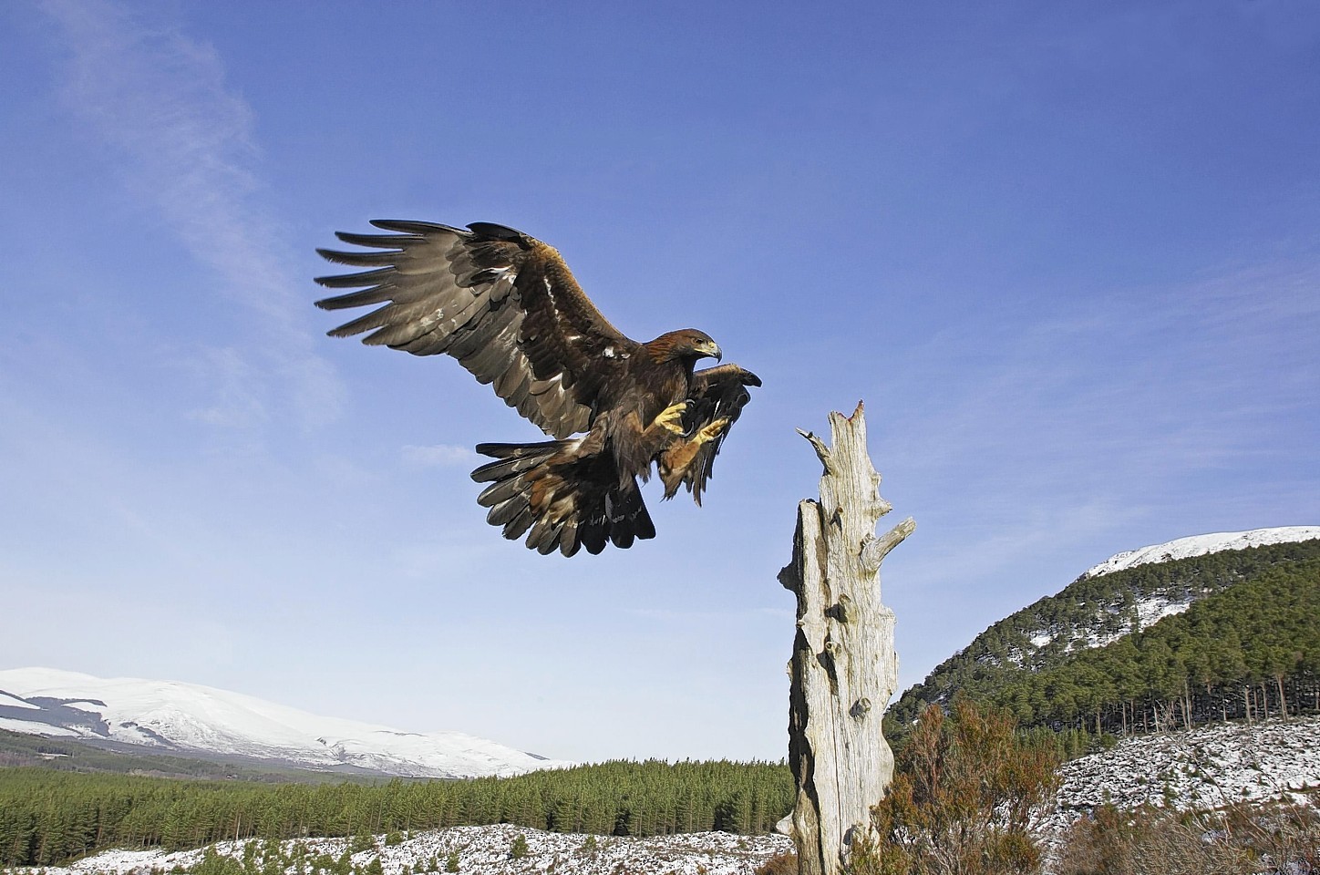 Golden Eagle