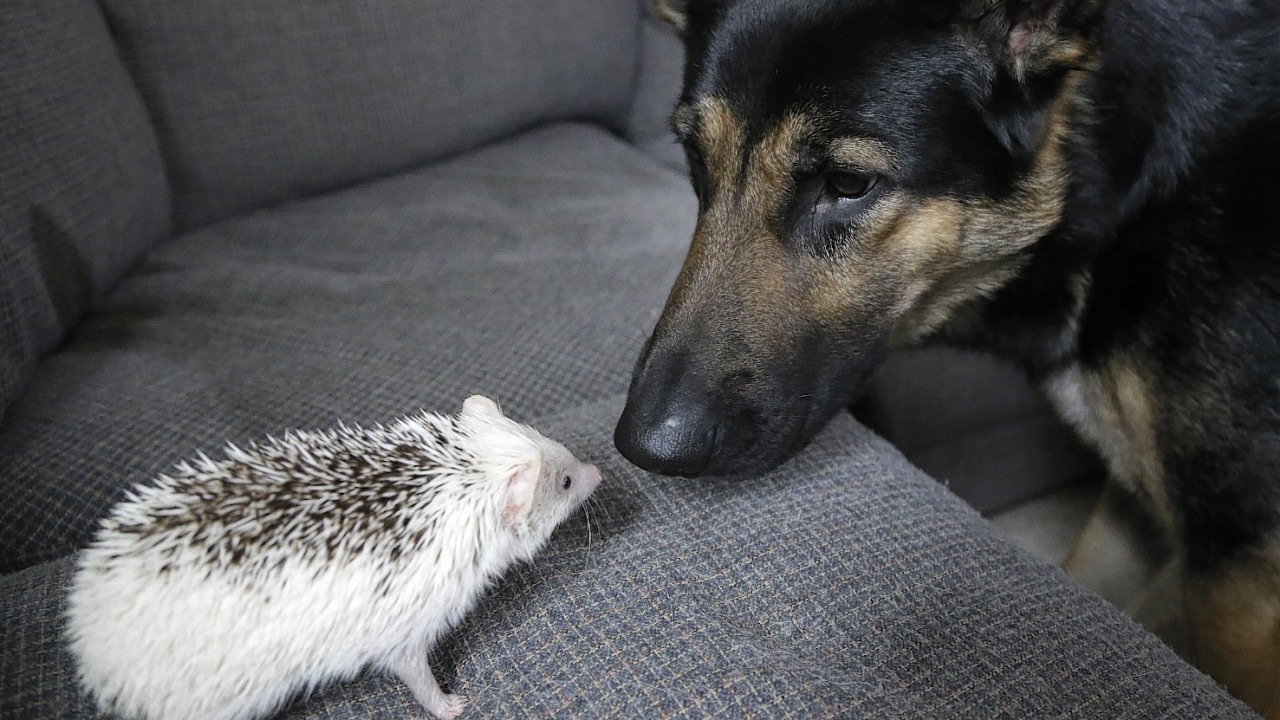 "Jambalaya," a six-month-old pet hedgehog, left, and "Ares," a German Shepherd, right, face one another at the home of hedgehog breeder and trainer Jennifer Crespo, in Gardner, Mass. Hedgehogs are steadily growing in popularity across the United States, despite laws in at least six states banning or restricting them as pets.