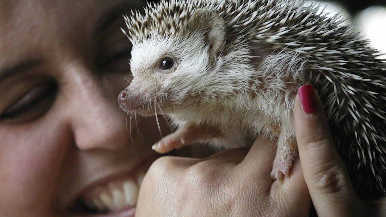 Hedgehog breeder and trainer Jennifer Crespo, of Gardner, Mass., holds "Circus," a one-year-old pet hedgehog, at her home in Gardner, Mass.