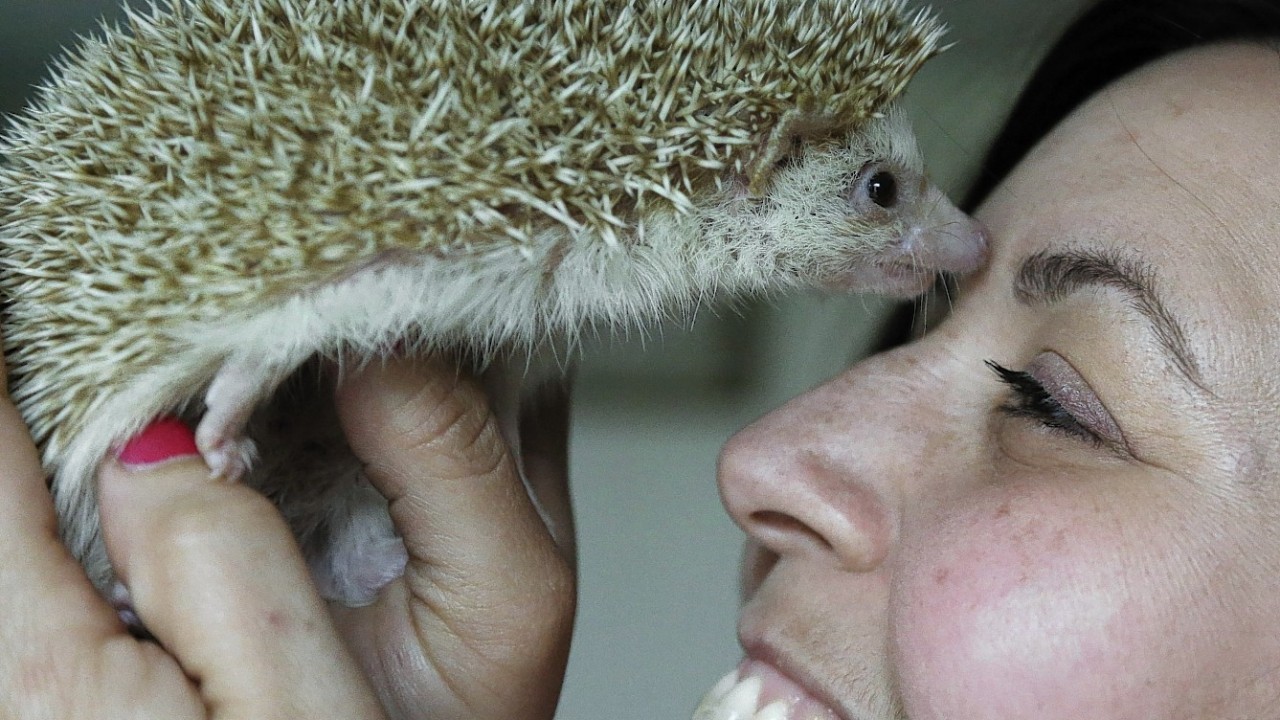 Hedgehog breeder and trainer Jennifer Crespo, of Gardner, Mass., holds "Circus," a one-year-old pet hedgehog, at her home in Gardner, Mass.