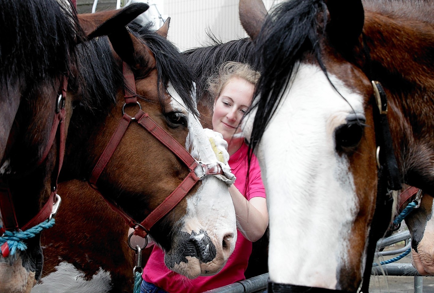 Royal Highland Show