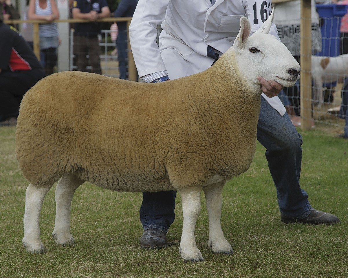 Overall interbreed champion in the sheep lines