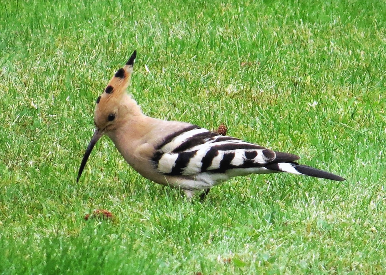 The Hoopoe in Mintlaw