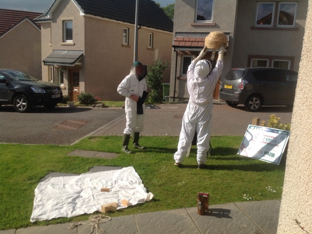 The bees being removed from a sign they had converged upon