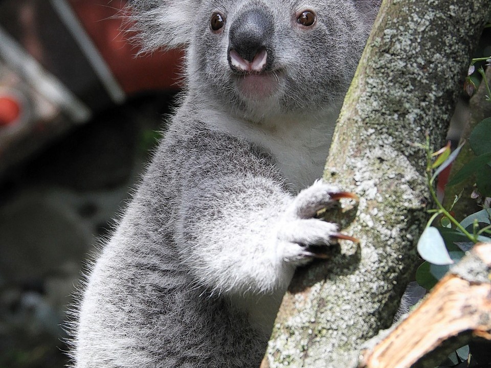 The young Koala enjoys her day outside