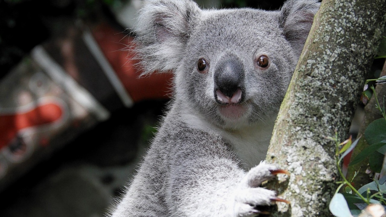 The first koala to be born in the UK has enjoyed his first climb outdoors.