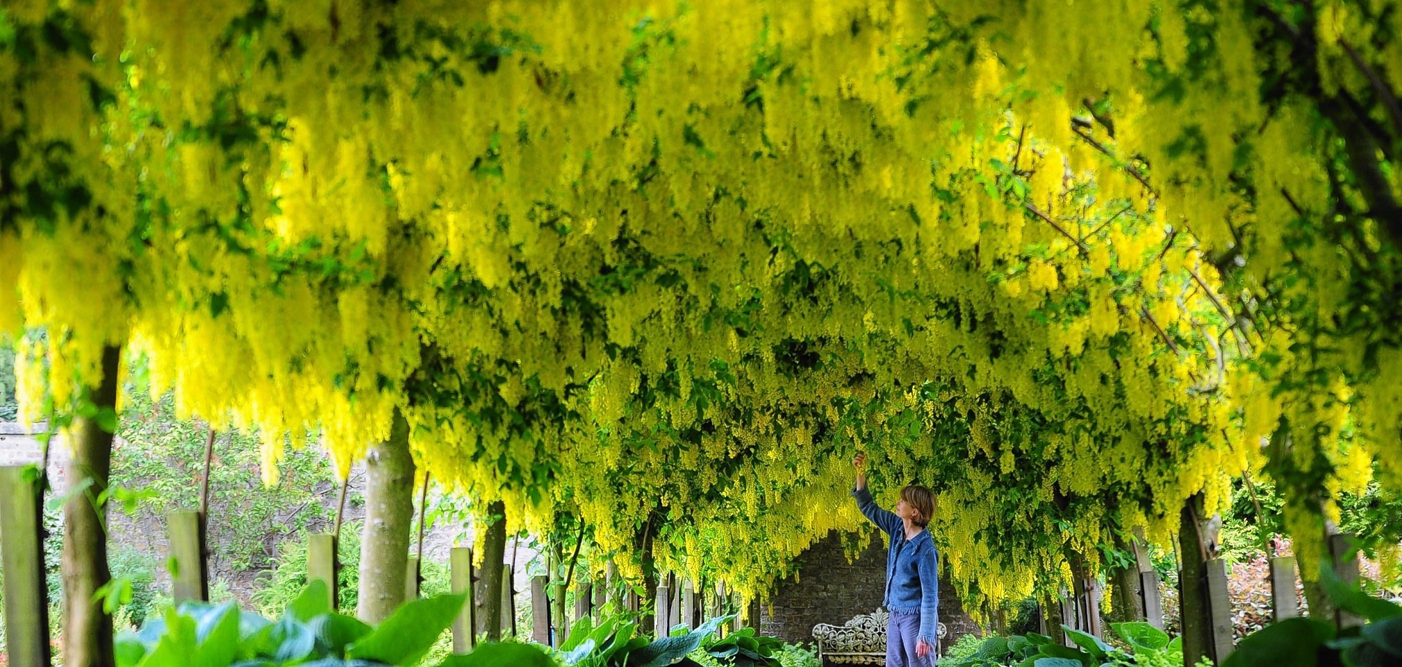 Laburnum trees at the Kincardine Estate