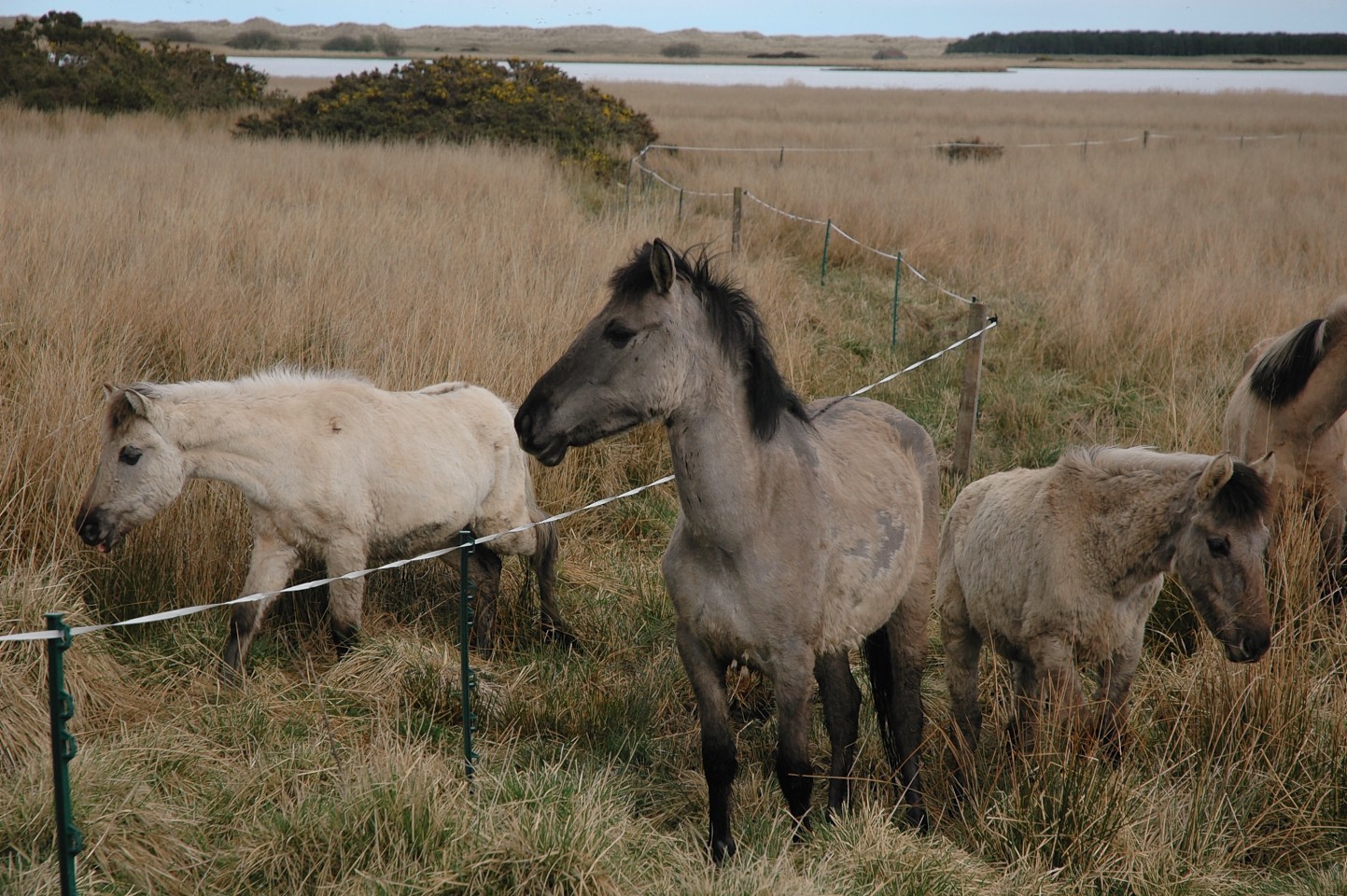 Loch of Strathbeg horses