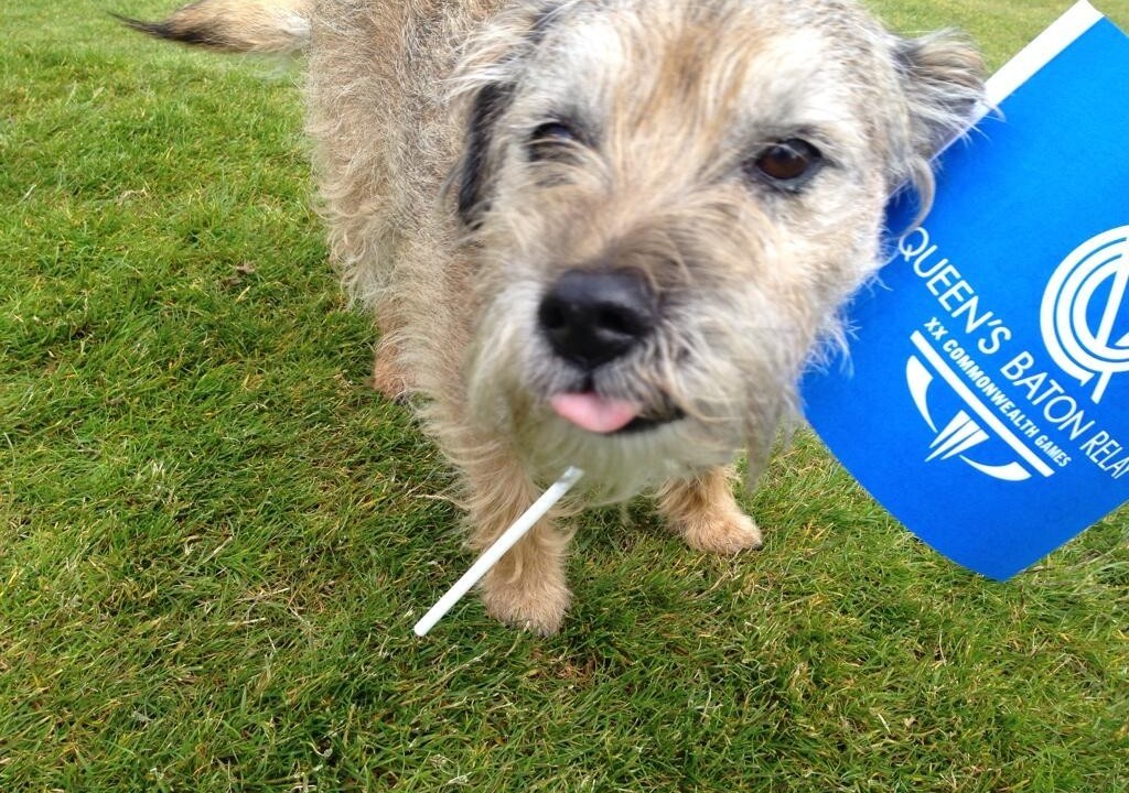 Monty the dog gearing up for the Baton Relay. Pic credit Simon Dedman Twitter
