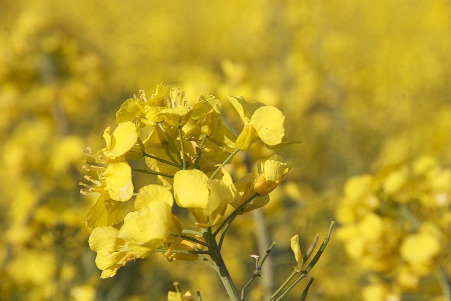 Neonicotinoid was used in seed dressing for oilseed rape