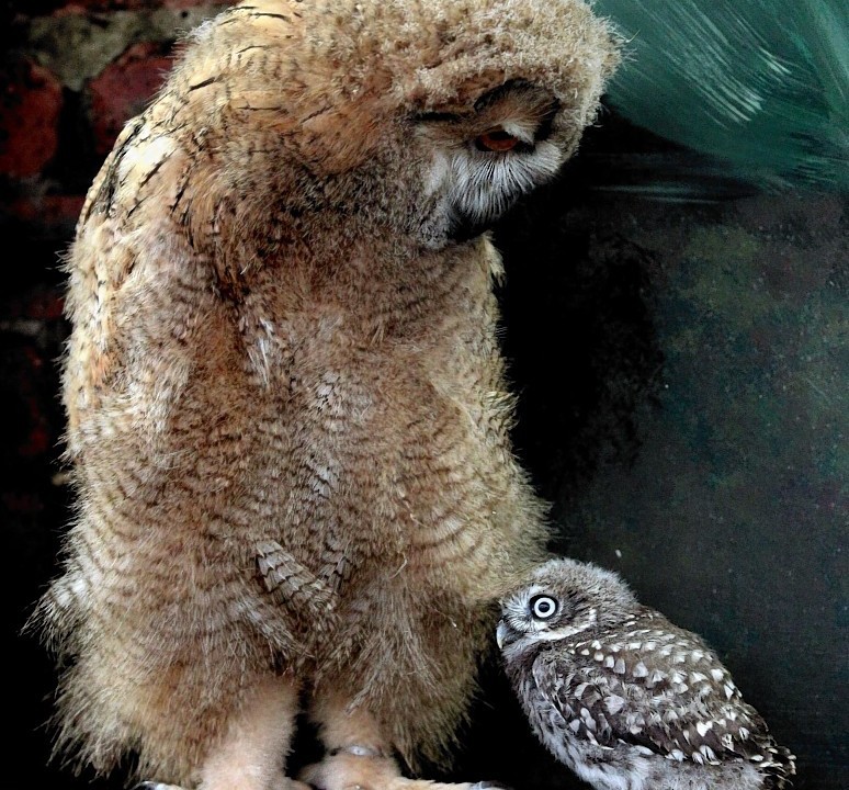 Altia, a 7 week old Siberian Eagle Owl, the largest species of owl in the world meets Powys, a 5 week old Little Owl. The pair are being raised at The Scottish Owl Centre in Scotland's central belt.
