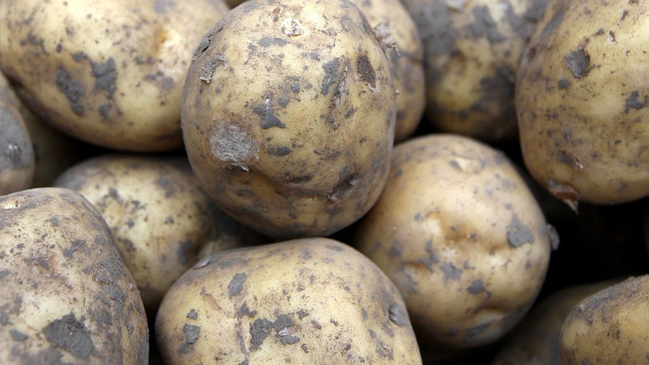 Total potato acreage is down 10%