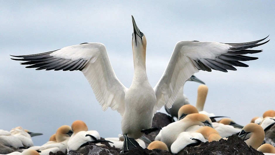 Gannets are Britain's largest seabird.