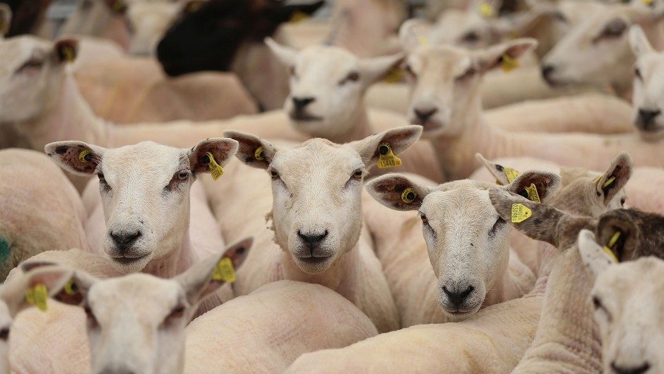Australian sheep farmers are benefiting from the vaccine, developed by Scots researchers